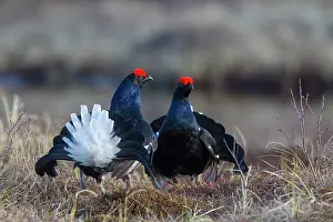 Lekking: Black Grouse cocks Black Grouse males displaying in spri