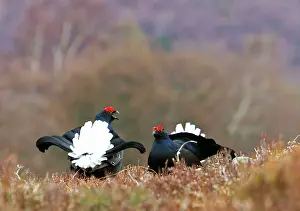 Leks: Black Grouse - Two cocks facing up on lek