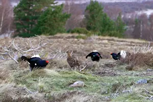 Leks: Black Grouse - Cocks and Grey hen on lek early morning