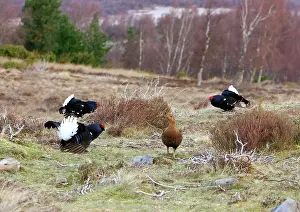 Chris Knights: Black Grouse - Cocks and Grey hen on lek early morning