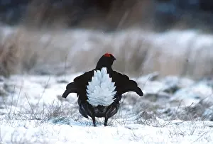 Lekking: BLACK GROUSE - displaying - in snow