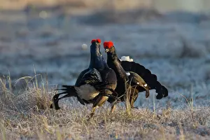 Lekking: Black Grouse fight Black Grouse fighting cocks in spring