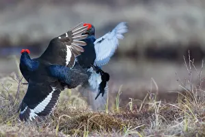 Lekking: Black Grouse fight Black Grouse fighting cocks in spring