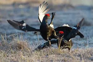 Lekking: Black Grouse fight Black Grouse fighting cocks in spring