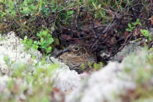 Lyrurus: Black Grouse - Hen on Nest