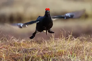 Lyrurus: Black Grouse jump Black Grouse displaying cock jumping