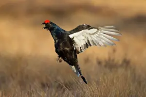 Lyrurus: Black Grouse jump Black Grouse displaying cock jumping