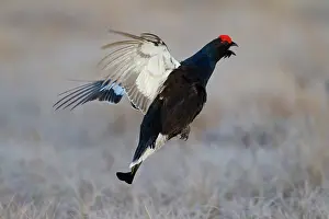 Lyrurus: Black Grouse jump Black Grouse displaying cock jumping