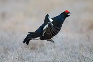 Lyrurus: Black Grouse jump Black Grouse displaying cock jumping