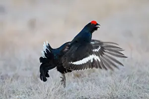 Lyrurus: Black Grouse jump Black Grouse displaying cock jumping