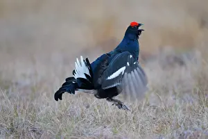 Lyrurus: Black Grouse jump Black Grouse displaying cock jumping
