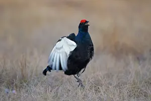 Lyrurus: Black Grouse jump Black Grouse displaying cock jumping