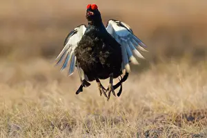 Lyrurus: Black Grouse jump Black Grouse displaying cock jumping