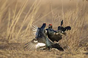 Landfowl: Black Grouse (Lyrurus tetrix) male