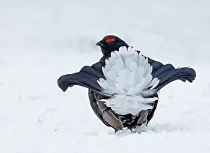 Blacks: Black grouse (Lyrurus tetrix) Male displaying on