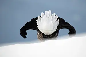 Lyrurus: Black grouse (Lyrurus tetrix) male displaying on