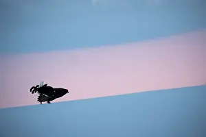 Daybreaks: Black grouse (Lyrurus tetrix) male displaying in