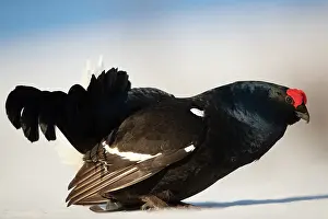 Lyrurus: Black grouse (Lyrurus tetrix) male displaying in