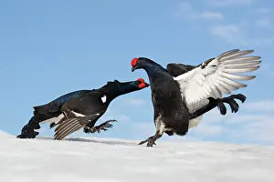 Attacks: Black grouse (Lyrurus tetrix) males displaying on