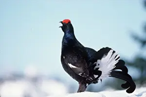 Eric Dragesco: BLACK GROUSE - MALE