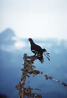 Eric Dragesco: BLACK GROUSE- MALE