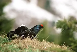 Eric Dragesco: BLACK GROUSE - male