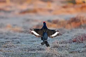 Leks: Black Grouse - male displaying in lek