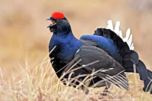 Leks: Black Grouse - male displaying in lek - calling