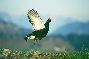 Leks: Black GROUSE - Male displaying, wings outstretched