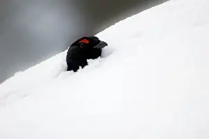 Lyrurus: Black Grouse - male emerging from snow chamber