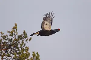 Lyrurus: Black Grouse - male in flight - Sweden