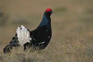 Leks: Black Grouse - male on lek