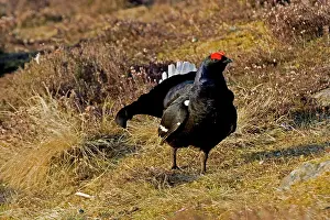 Leks: Black Grouse - Male on lek late evening light
