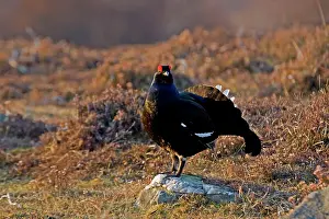 Leks: Black Grouse - Male on lek late evening light - on moorland