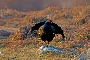 Leks: Black Grouse - Male on lek late evening light - on moorland