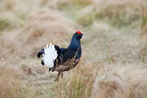 Grouses: Black Grouse - male at lek site