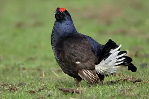 Lyrurus: Black Grouse - Male, on pasture courtship displaying