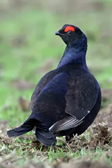 Lyrurus: Black Grouse - Male, on pasture searching for food