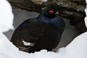 Lyrurus: Black Grouse - male sheltering under tree stem in winter
