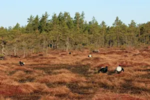 Leks: Black Grouse - males displaying in lek