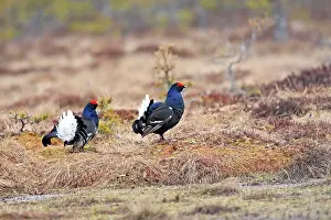 Leks: Black Grouse - males displaying in lek