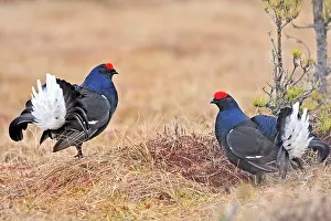 Leks: Black Grouse - males displaying in lek