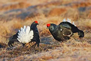 Leks: Black Grouse - males displaying in lek