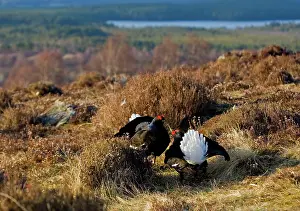 Leks: Black Grouse - Males facing up on lek late evening light