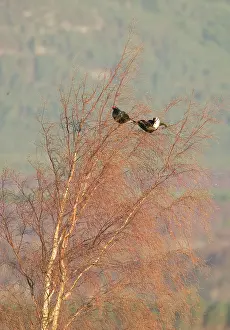 Moorlands: Black Grouse - Two males feeding on birch tree buds