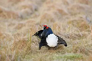 Grouses: Black Grouse - males lekking at lek site