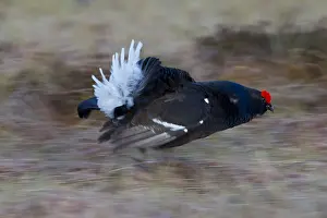 Lyrurus: Black Grouse - running male at spring - Sweden