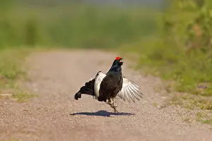 Lekking: Black Grouse street Black Grouse cock displaying in spr