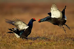 Attack: Black grouse (Tetrao tetrix), cocks displaying in