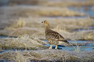 Hamra: Black Grouse (Tetrao tetrix) female on display-ground